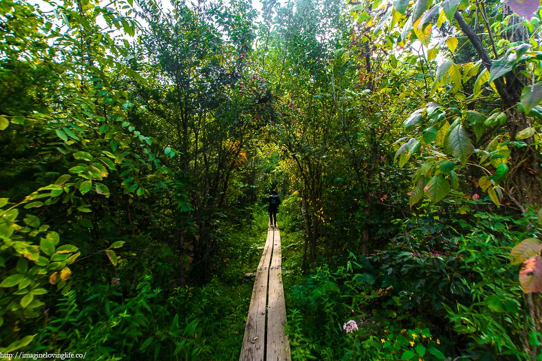 pochuck boardwalk tree tunnel